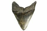 Bargain, Fossil Megalodon Tooth - South Carolina #178804-2